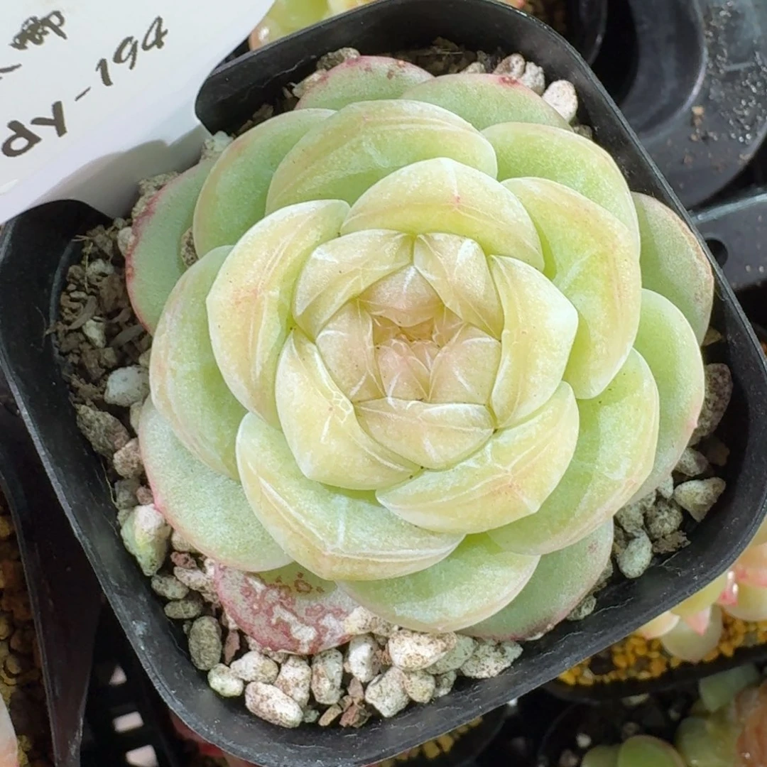 0129-0194-望舒单头一颗