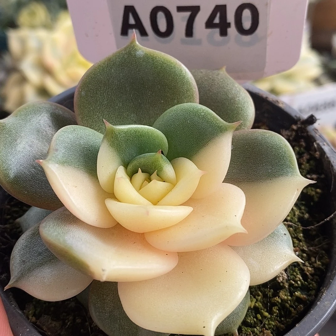 740贝加尔湖哈哈哈哈
