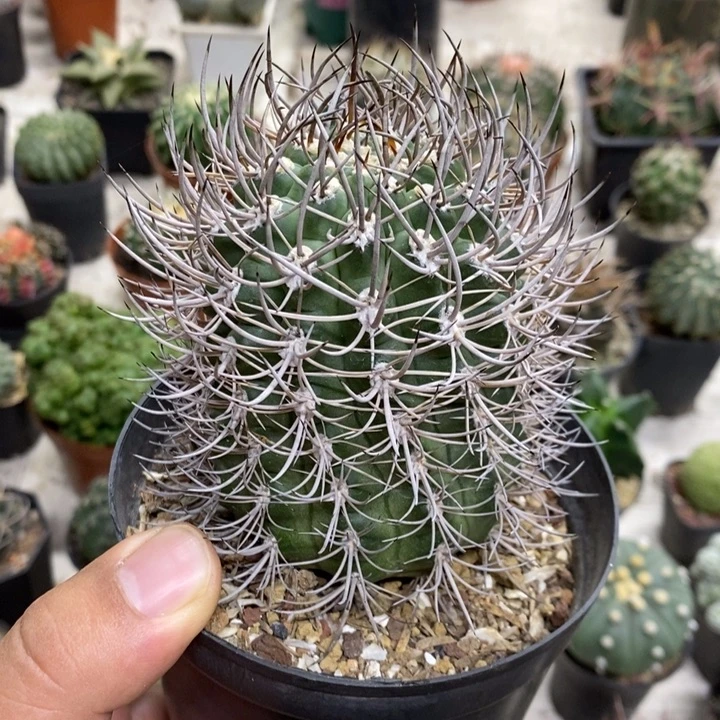 狂刺逆豹丸特价福利