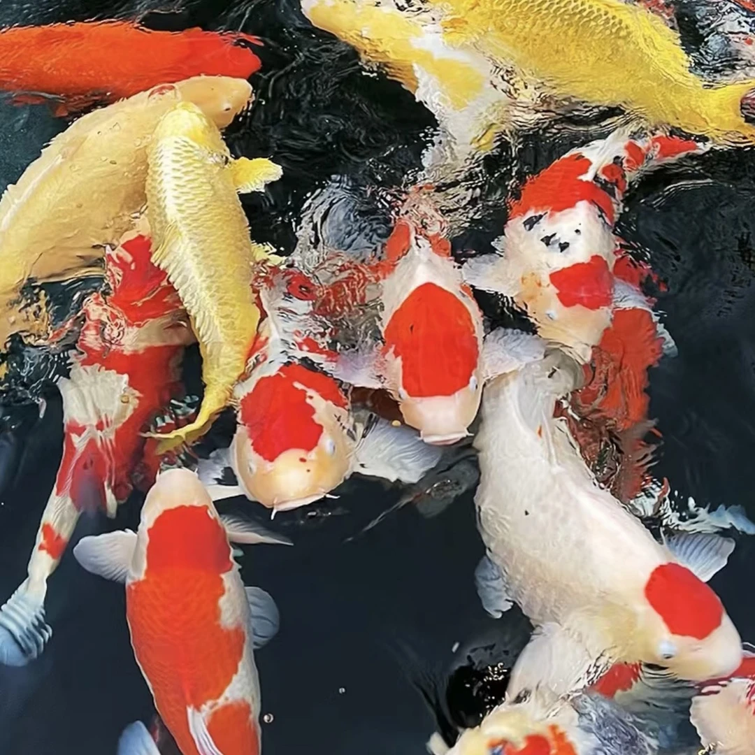 锦鲤观赏鱼（包开箱活 无开箱视频不售后）