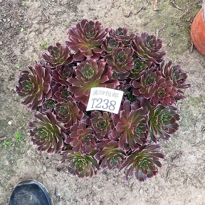 238凤凰多肉植物