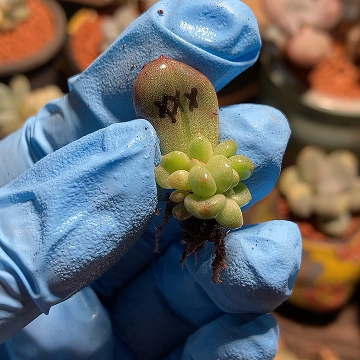 香香雪锦多肉植物