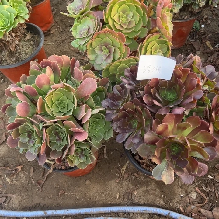 樱***子8号3颗多肉植物，不包断头