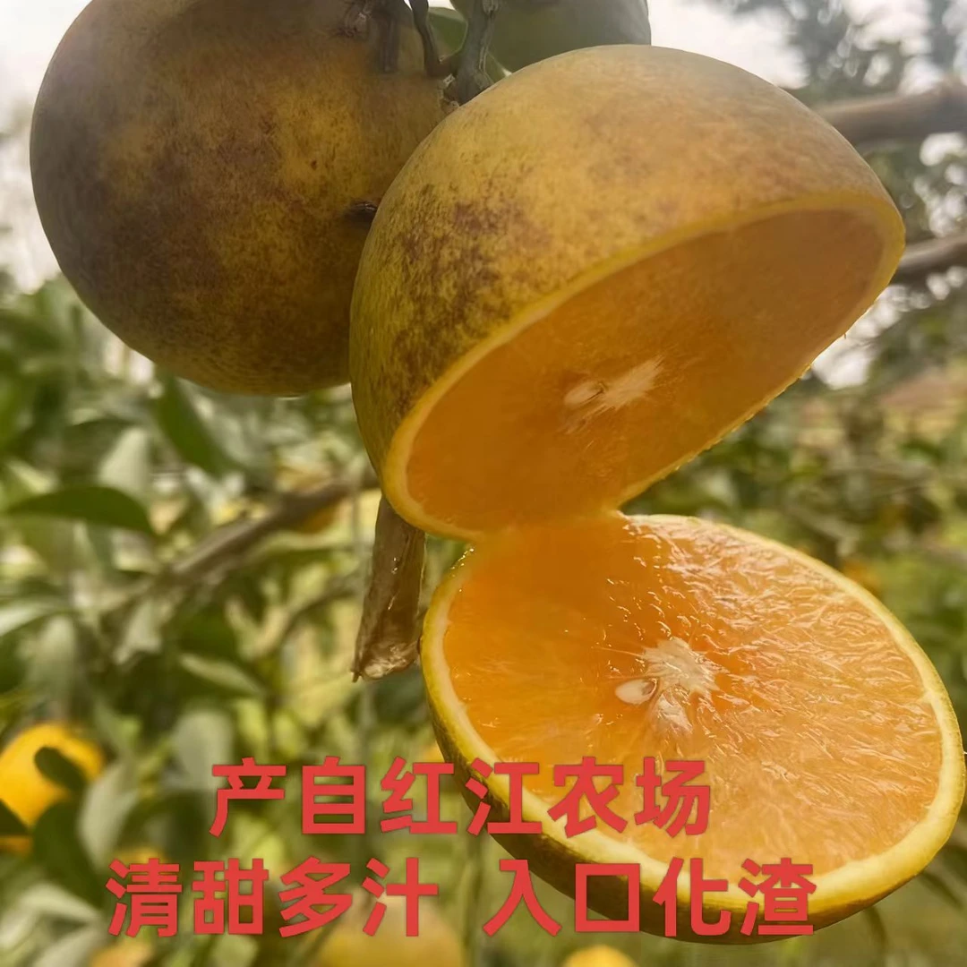正宗红江橙 清甜多汁 产地直发，廉江红橙（花皮果）