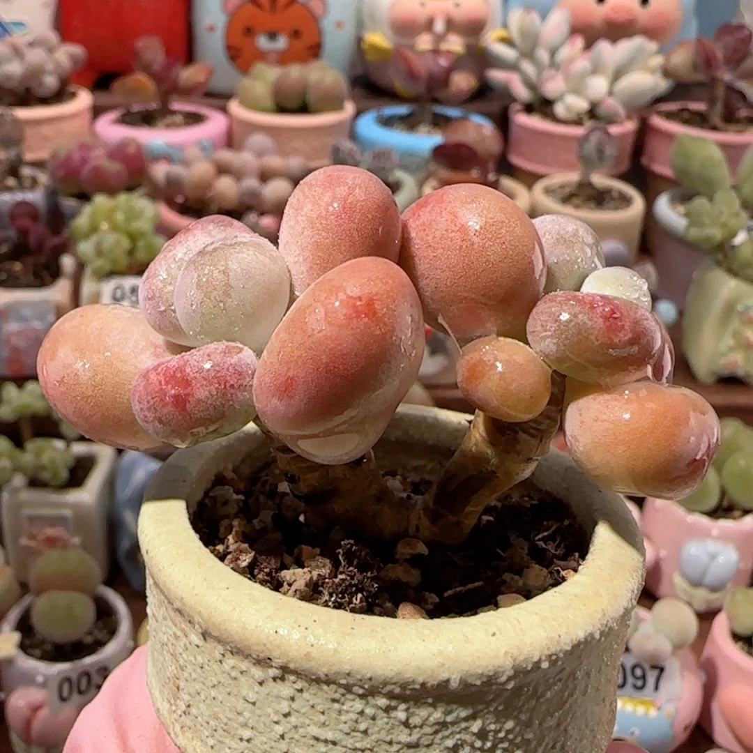 T优选蛋黄奶盆口3.5cm