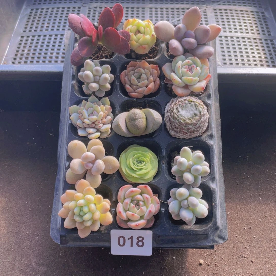 018号多肉组合多肉