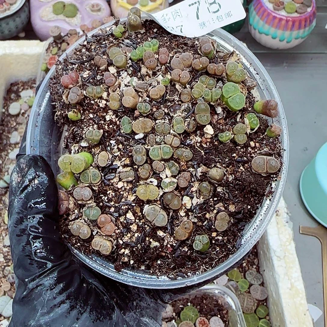 生石花满18包邮0927-78