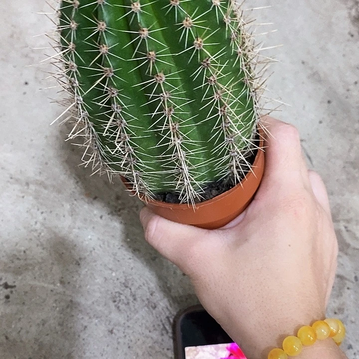 玫瑰仙人球，368999999