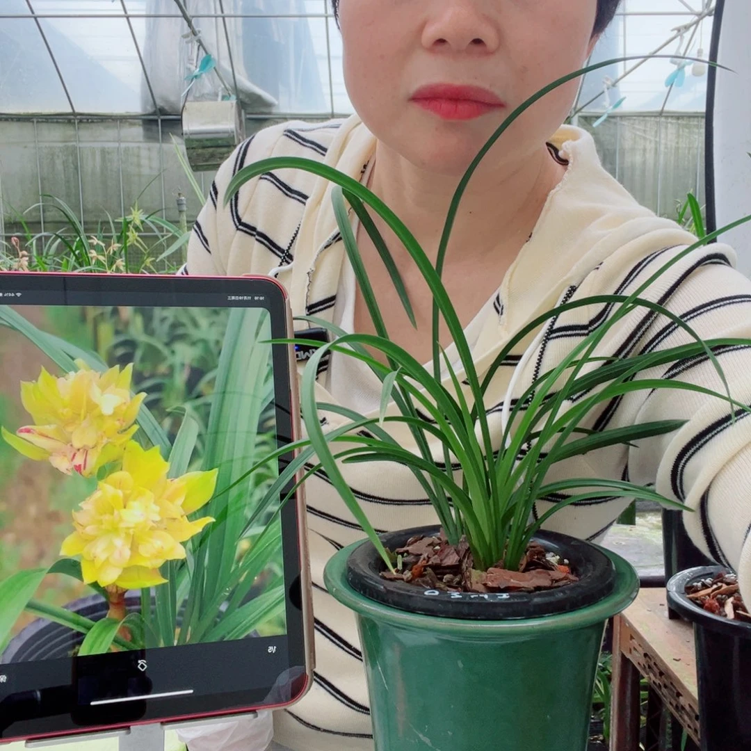 完全开放黄金牡丹