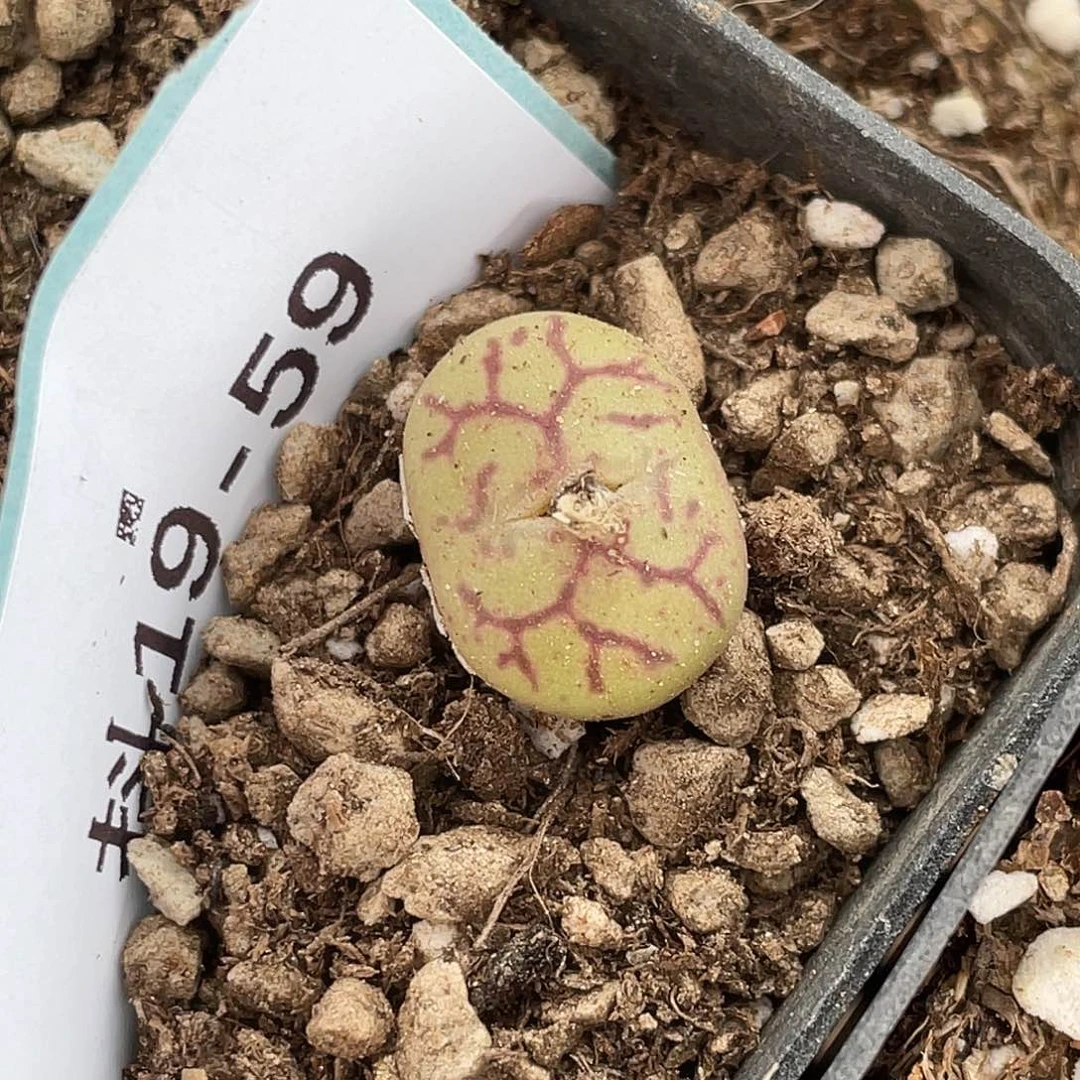 19-59青姬多肉植物