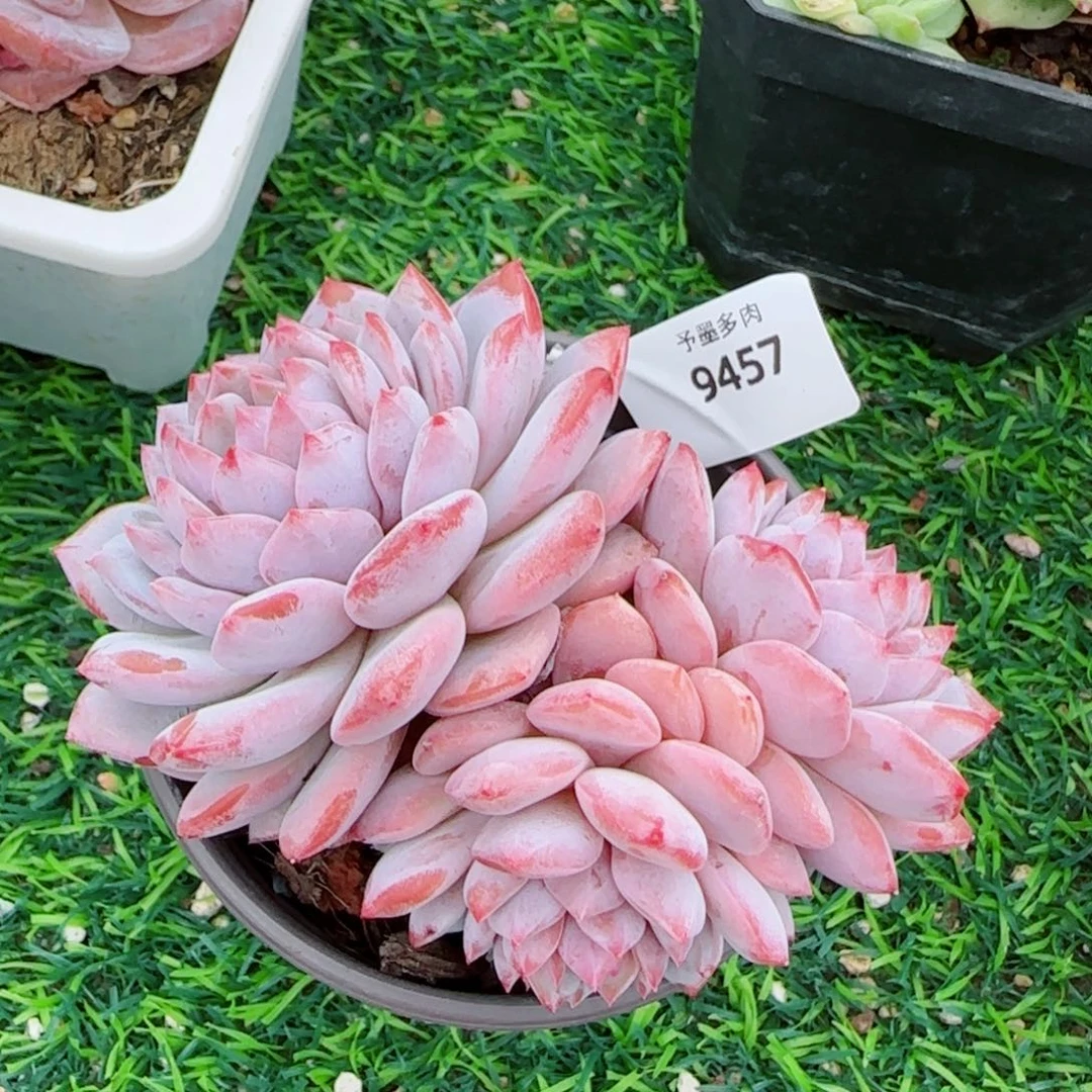 星星橙，9457多肉植物