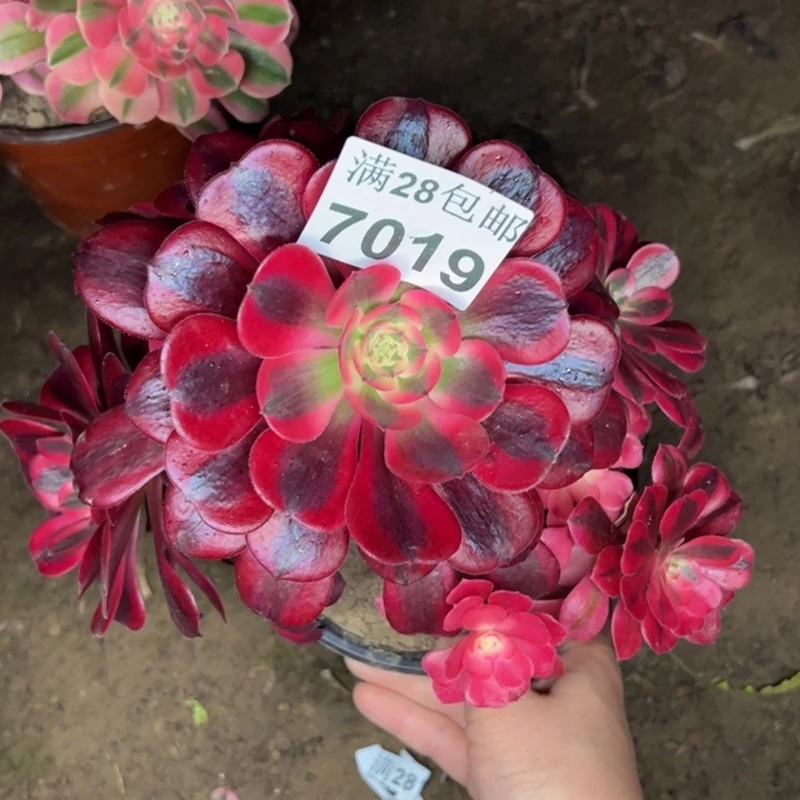 7019美杜莎不包损多肉植物