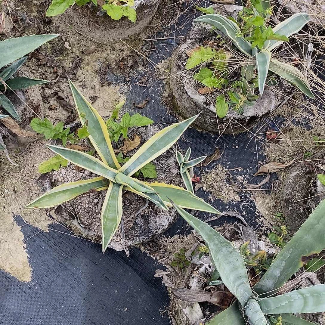 金边龙舌兰侧芽一颗