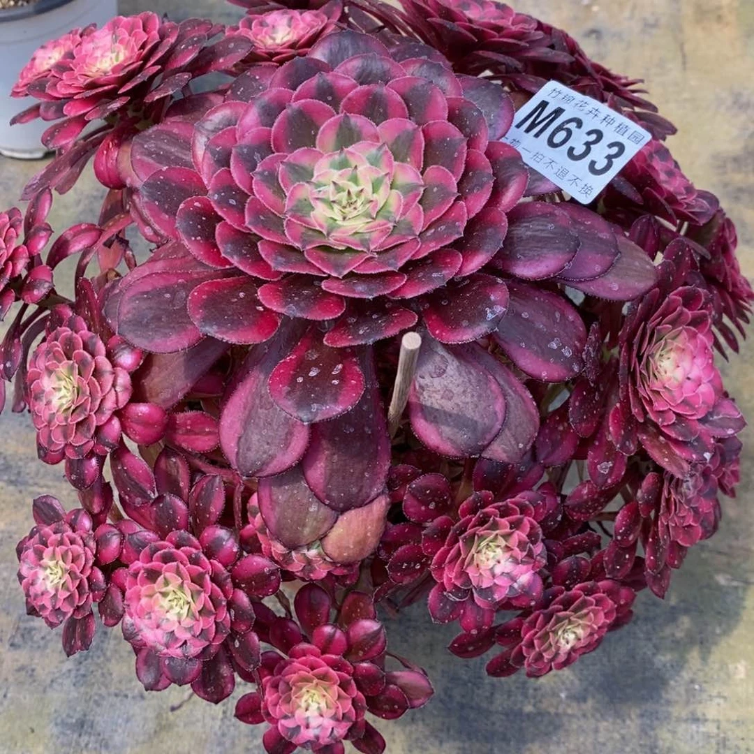 全部花朵633不周正红彤嫩