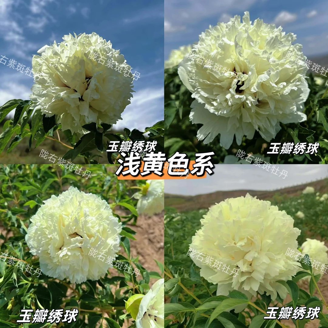 【浅黄色系】陇右2-5年精品嫁接苗紫斑牡丹抗旱耐寒室外庭院树苗