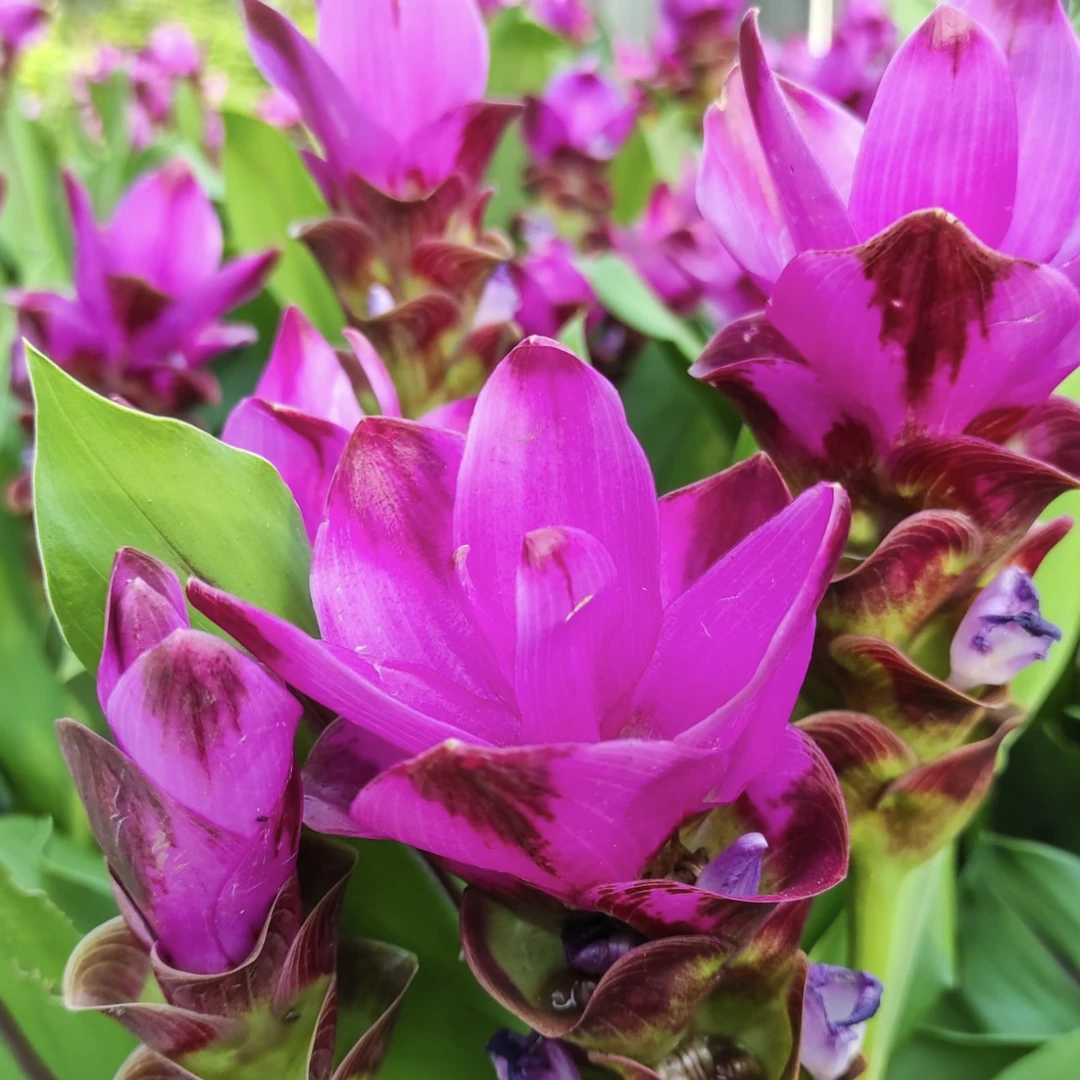 紫粉色姜荷花盆栽庭院阳台多年生植物喜光照易养护