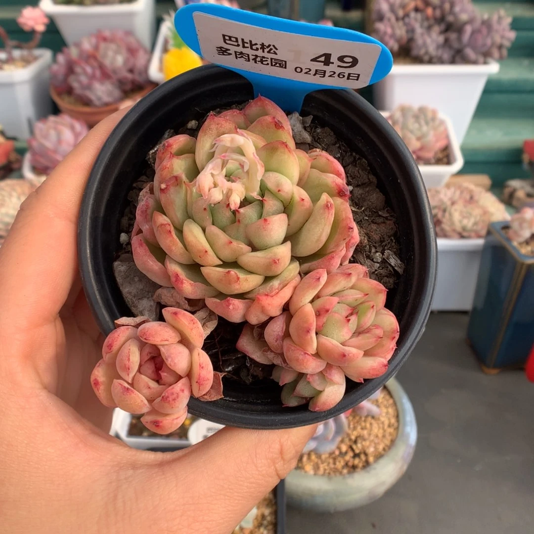 49冰天使锦多肉植物