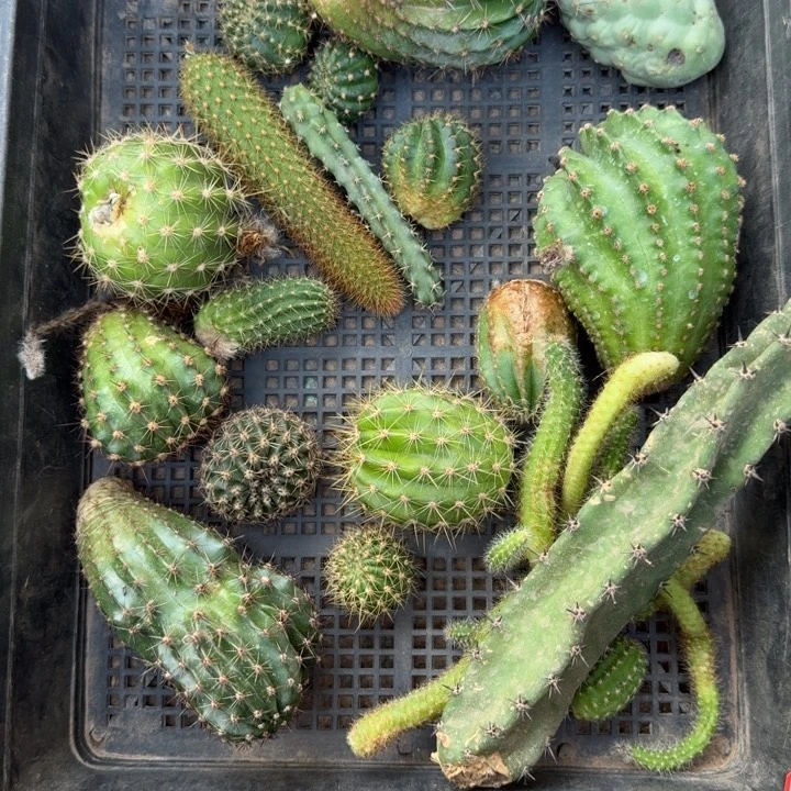 247筐拍无售后无根侧牙斑小