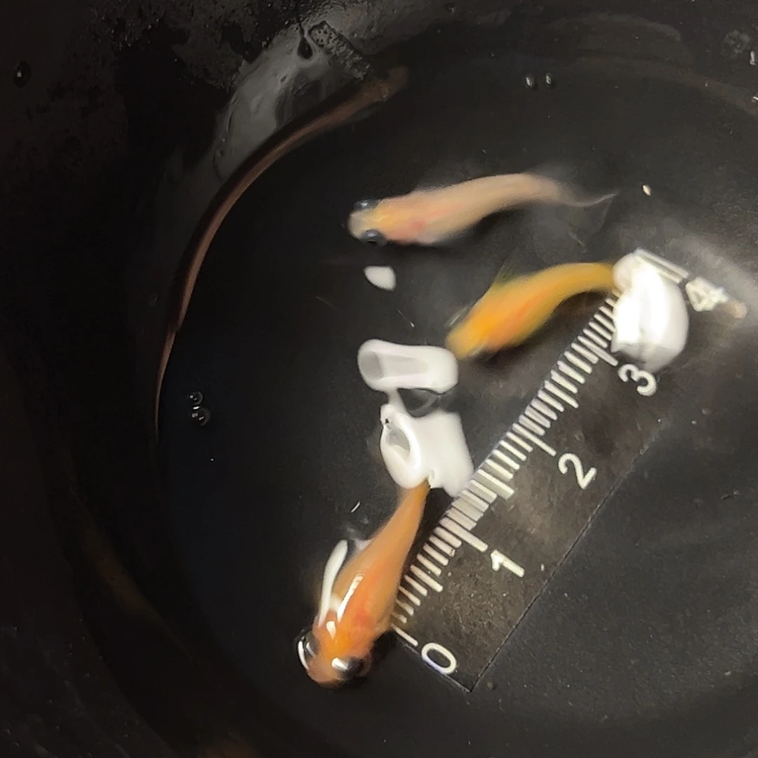 海水红出目一组99号