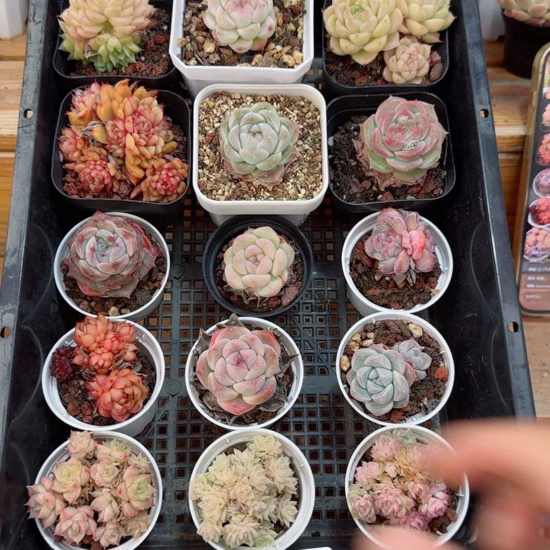 框拍框拍0306-46