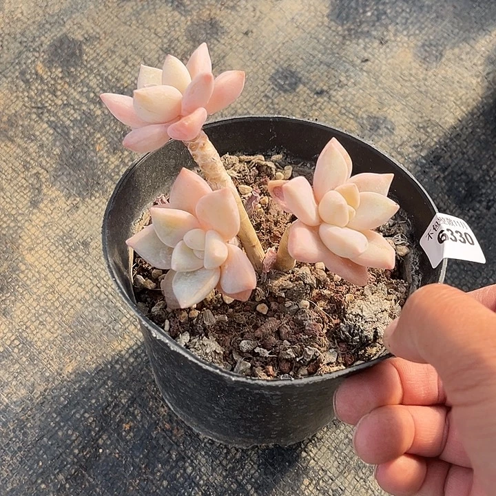 阿雅园艺。       6330龙蛋