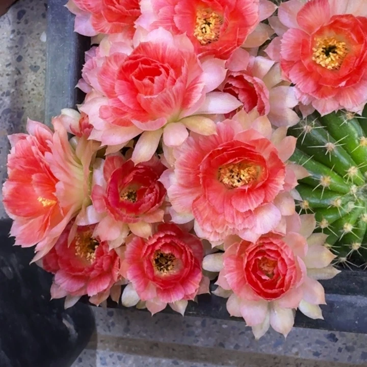 354丽花rw2歪2公分左右无根侧牙很小，20包邮