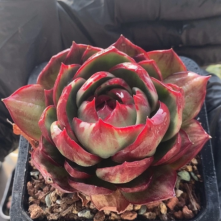 惊鸿仙子10厘米多肉植物