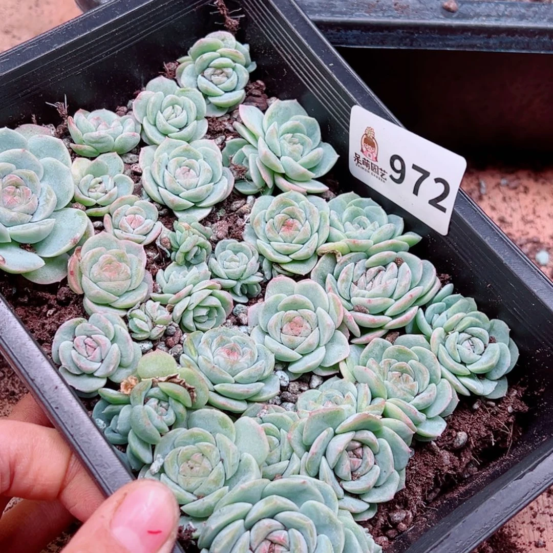 小***甜多肉植物多肉植物
