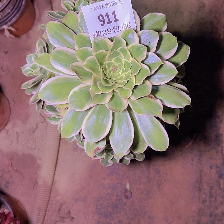 幸****人911绿玫瑰多肉植物