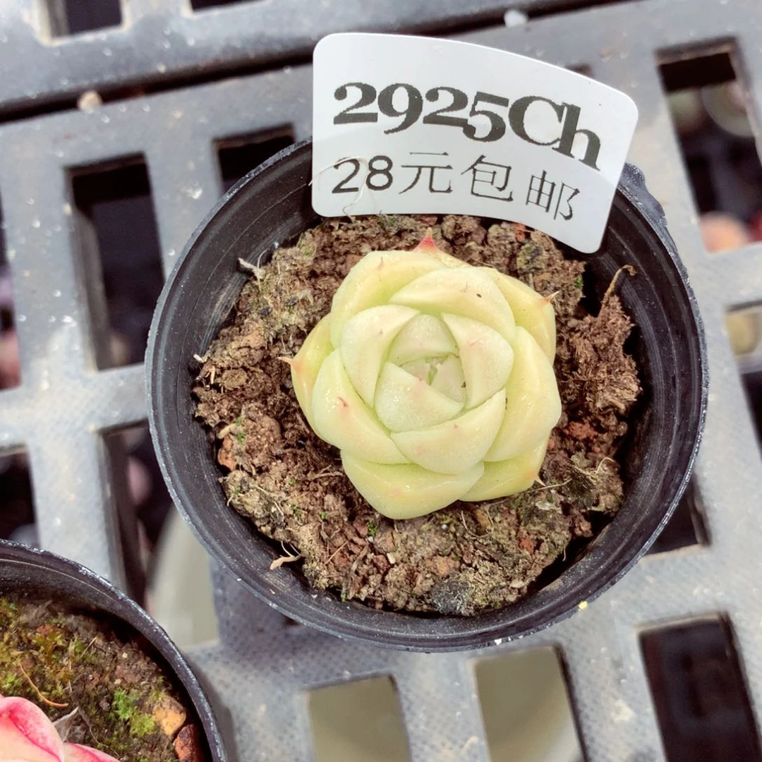 5厘米盆精控多肉2925
