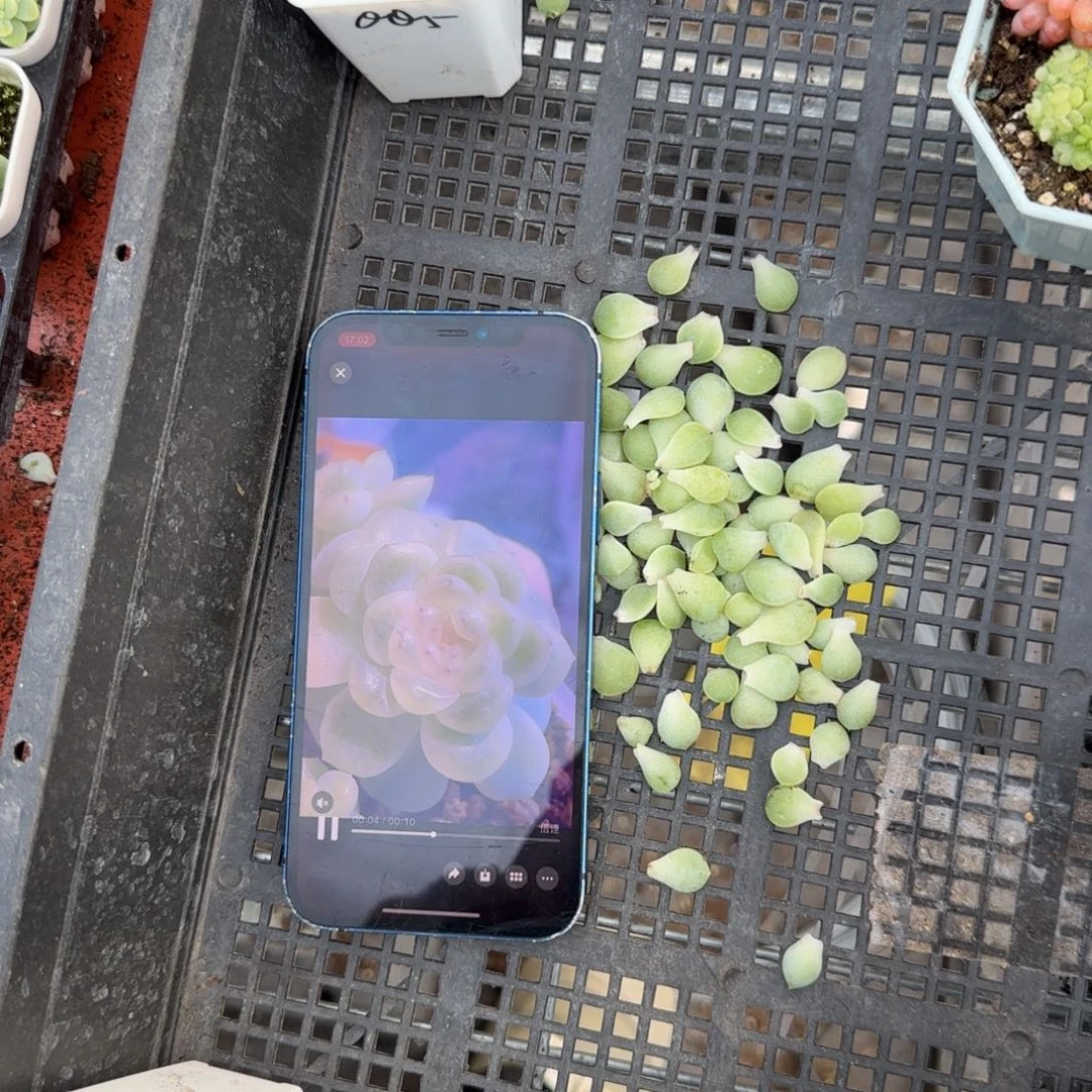 Q Q 5叶子一个满25包邮