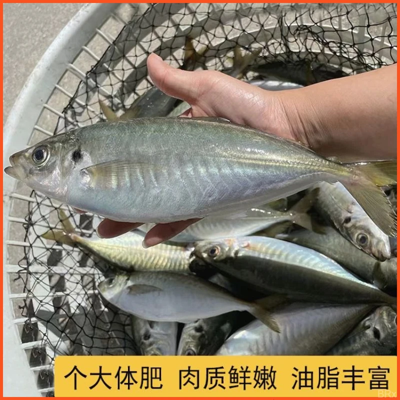 东山岛养殖巴浪鱼土豪大巴浪竹荚鱼新鲜速冻鱼类酒店餐饮用海鲜