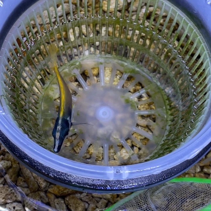 海水鱼黄狐狸一条顺丰