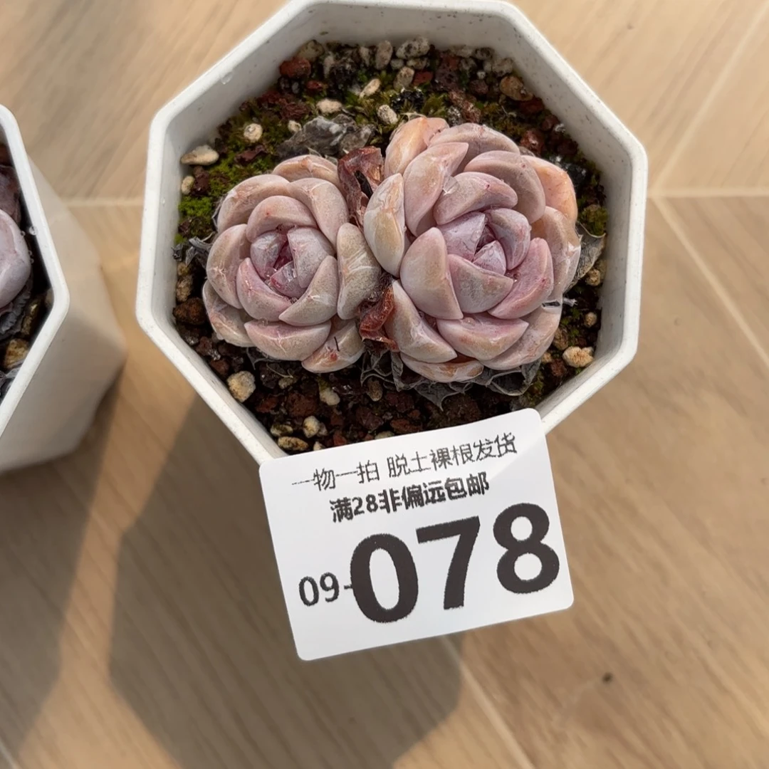 汉堡群生多肉多肉多肉