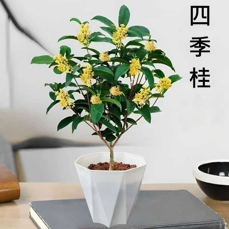桂花盆栽浓香型四季桂花苗树苗南北方耐寒花卉四季常青植物庭院