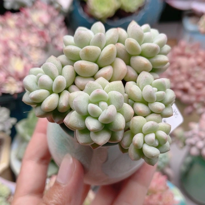 734 泡泡糖 带陶瓷盆发货 满28包邮