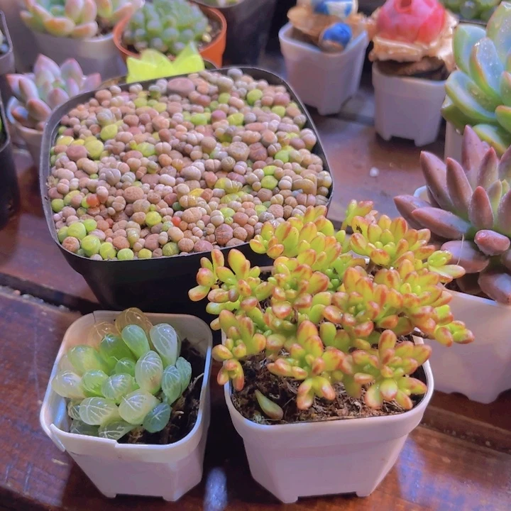 生石花新品 小人祭 琥珀