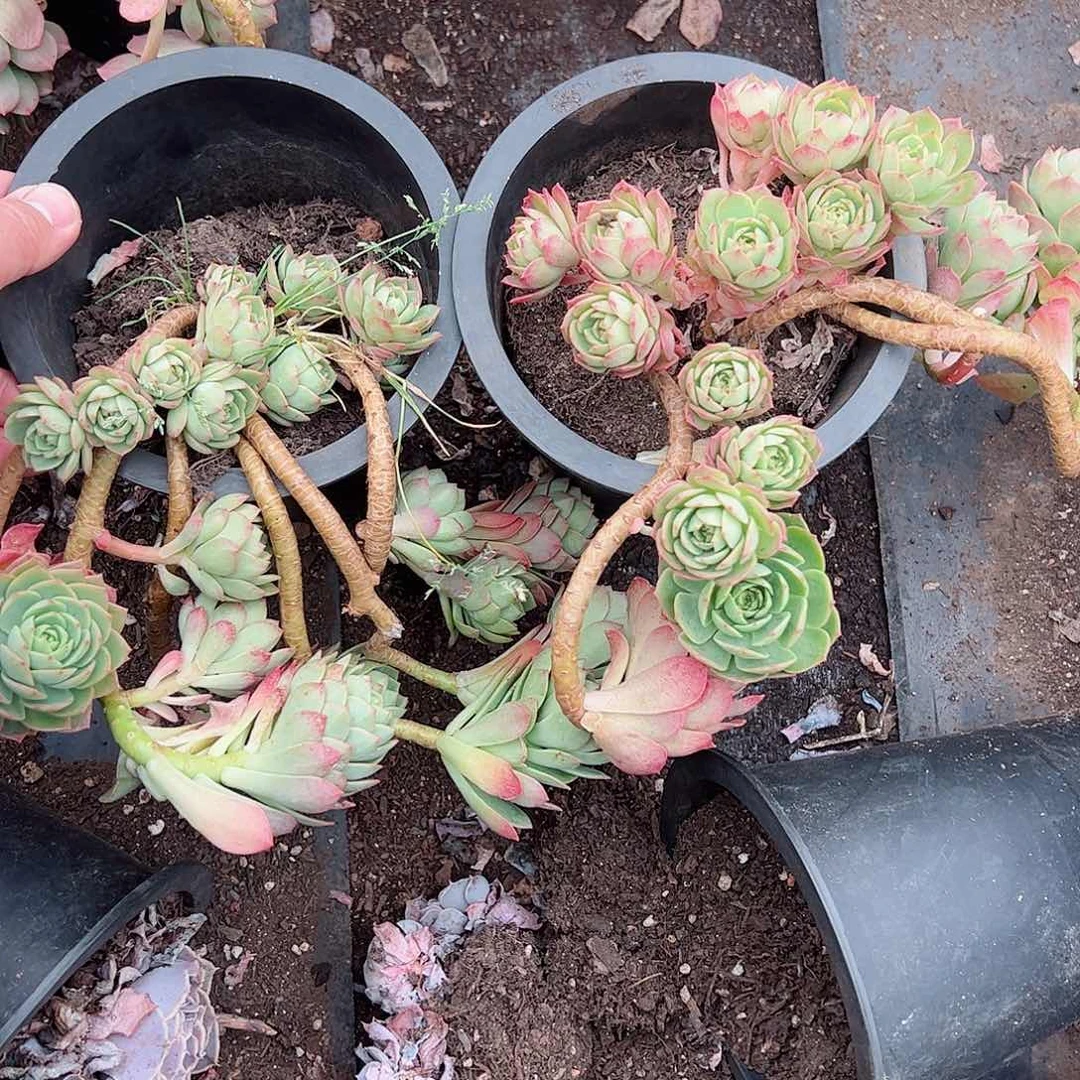 绿蔷薇飘枝老桩两盆