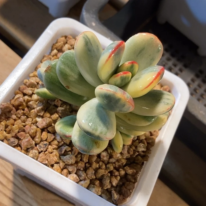 乒乓福娘锦多肉植物