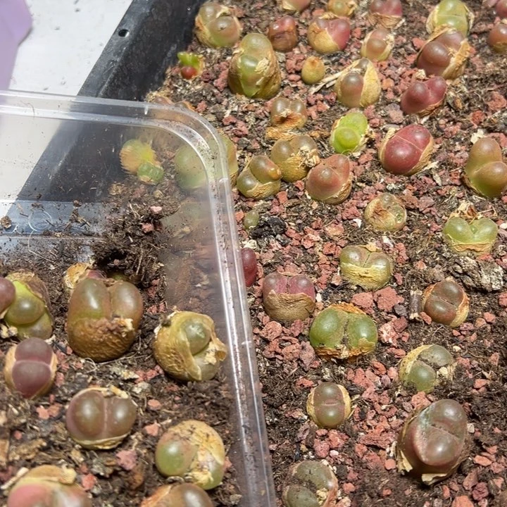 【闪购商品】大毛量拍20颗一组。