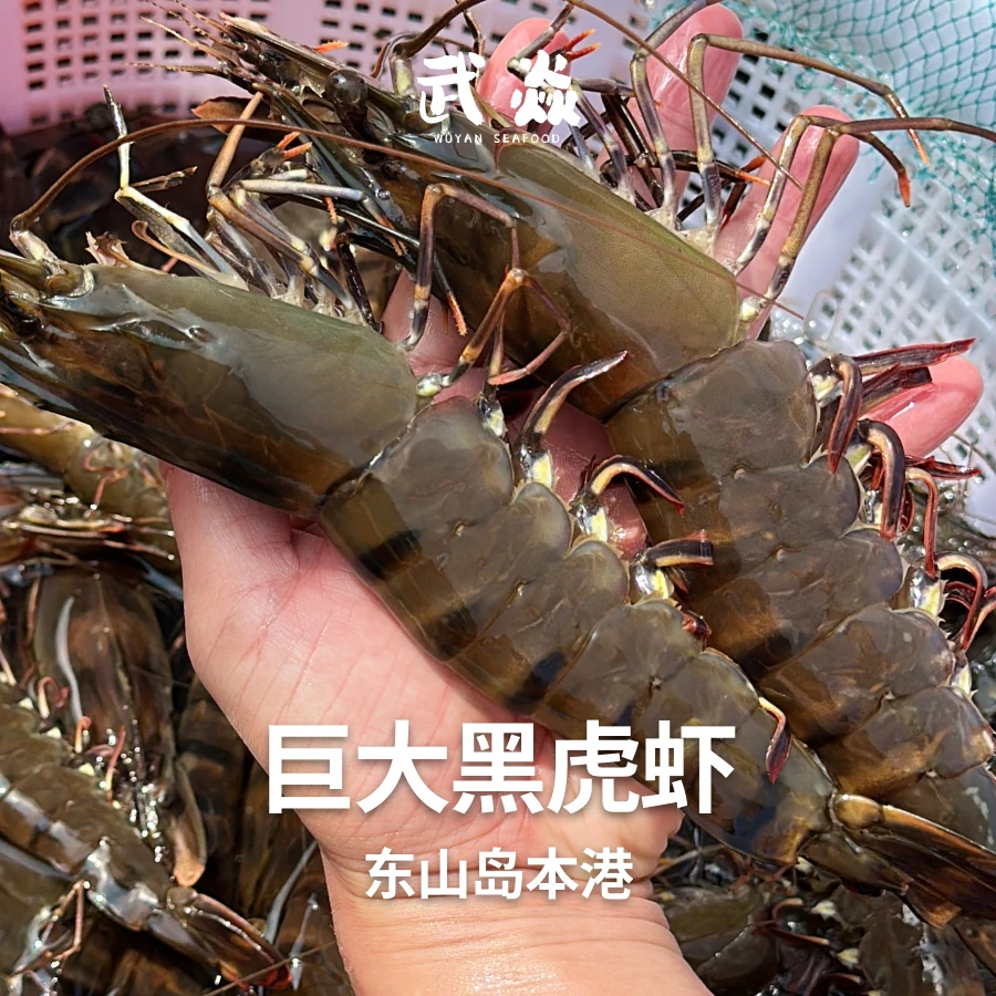3斤巨大【本地黑虎虾】 每斤5-7条，3斤共15-21条 每只约22厘米