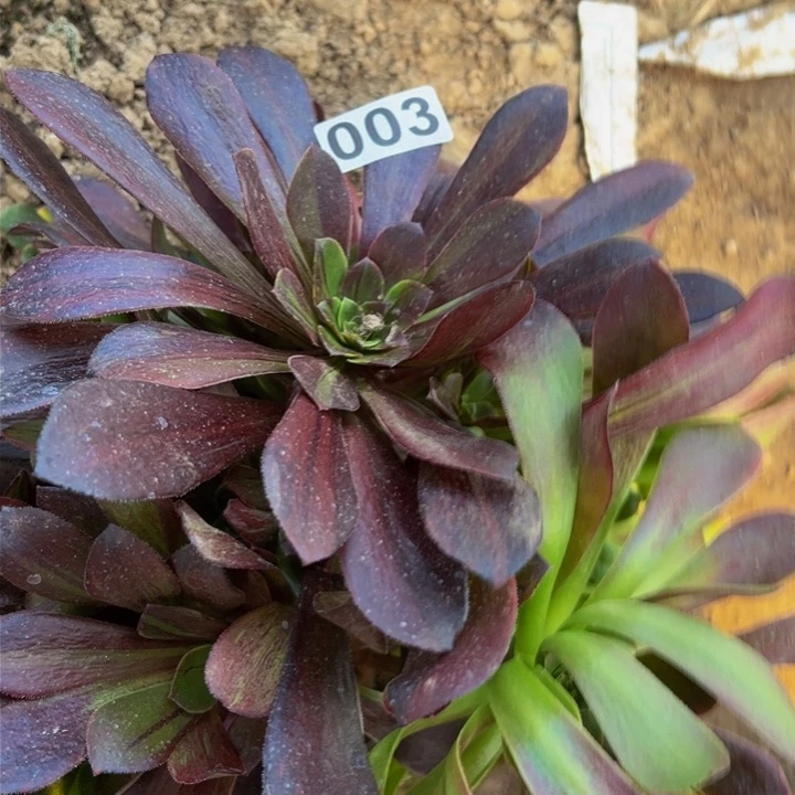 003欧若拉福利要凑单