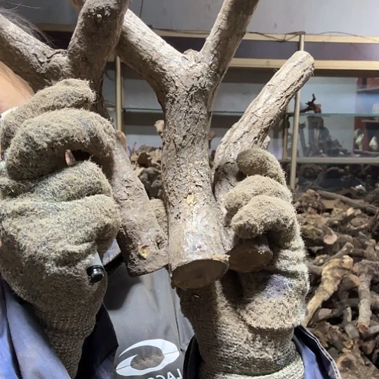 香榧木用****7火琉璃的毛料摆件