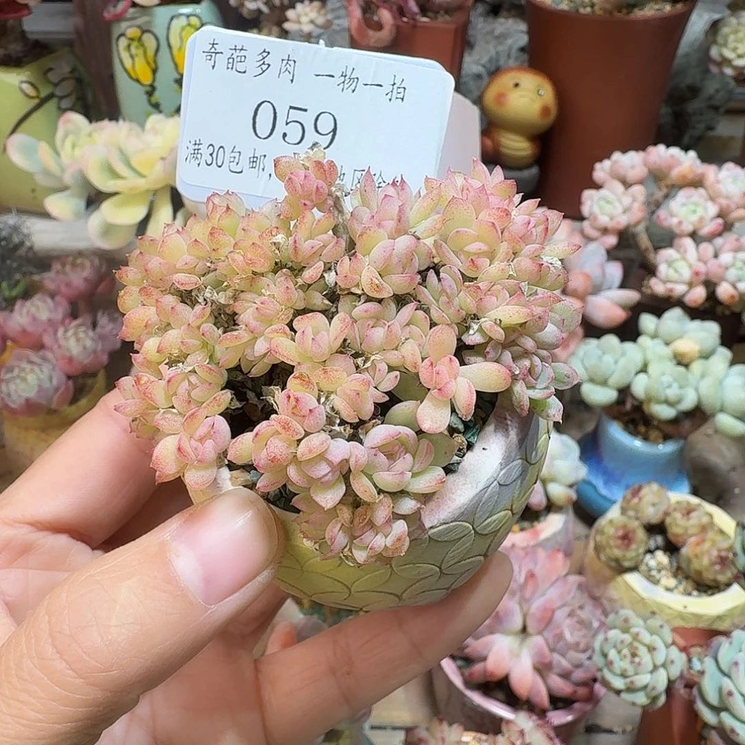 059 多肉含盆土 30元包邮➗偏远