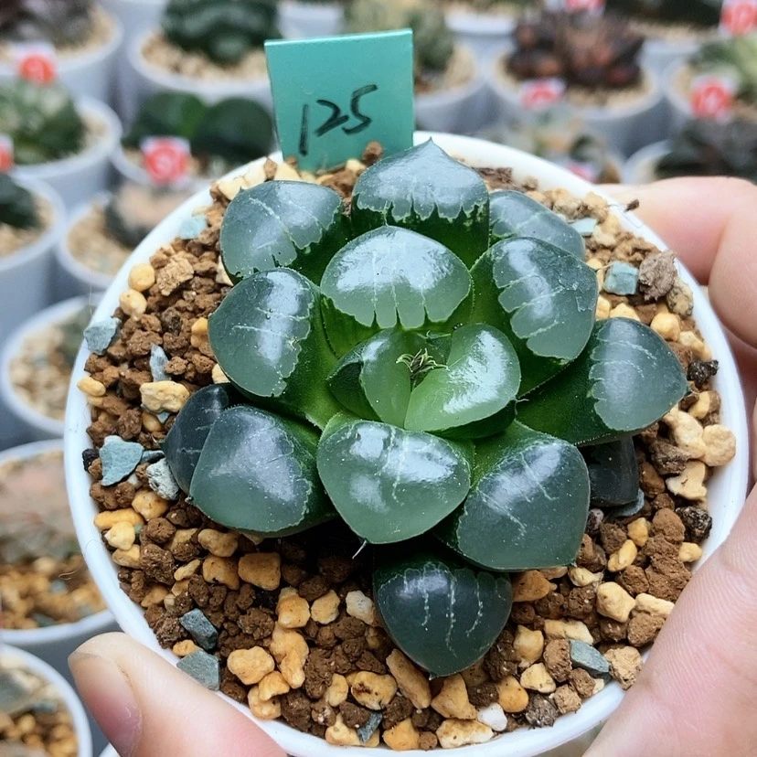 【闪购商品】125姬翠