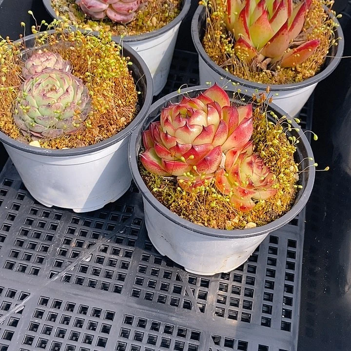 104 多肉植物盆栽花卉