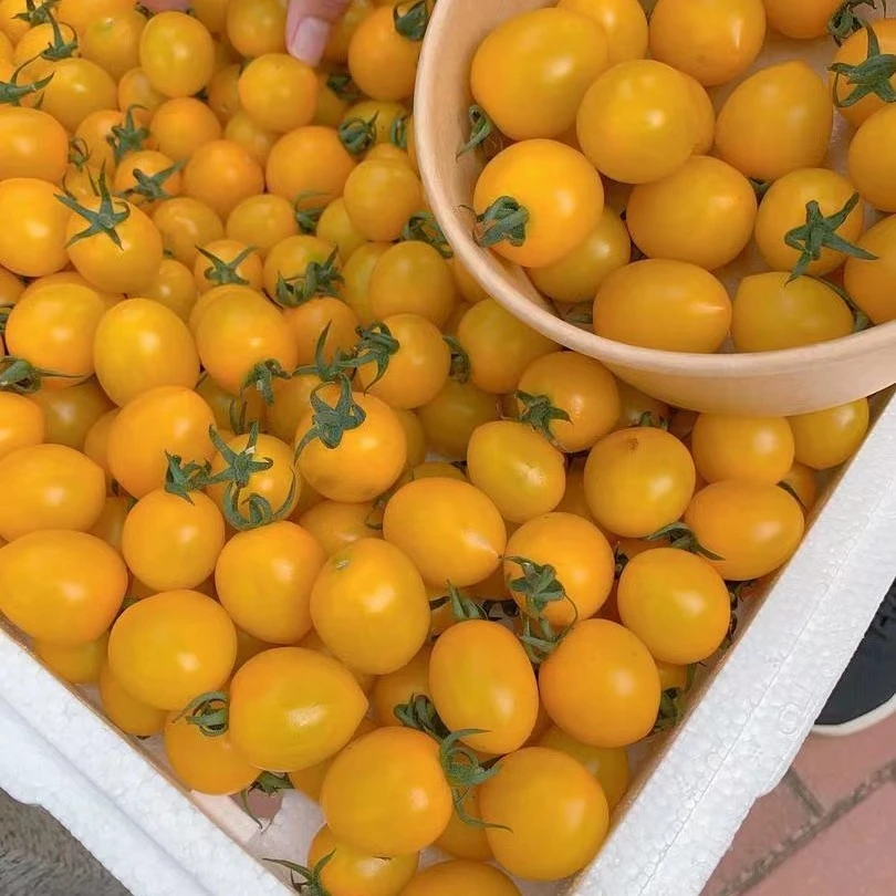 【精品】日喀则本地圣女果口感醇正3斤29.9元千禧圣女果西藏自治区日喀则市