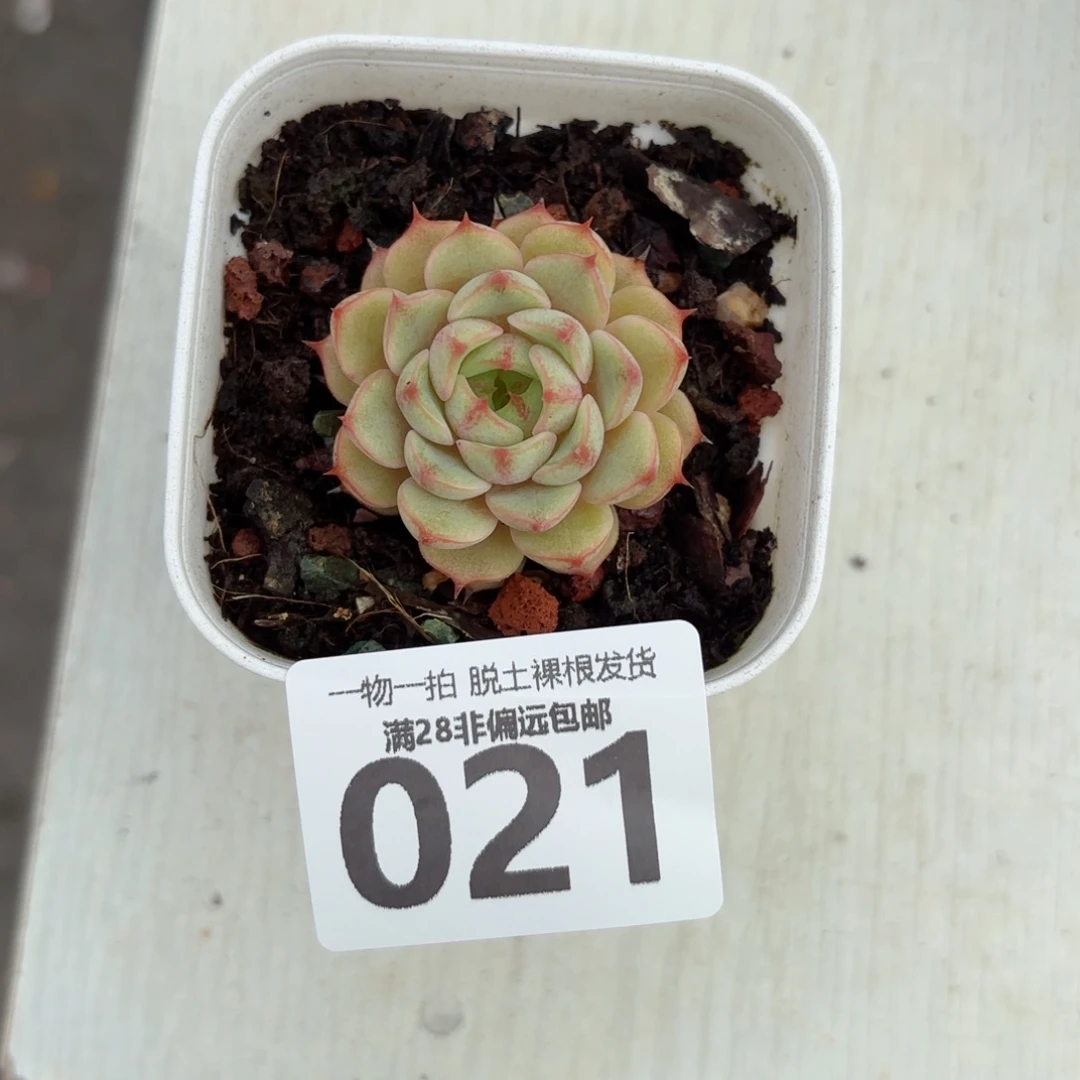 苯吧单头无盆土发货