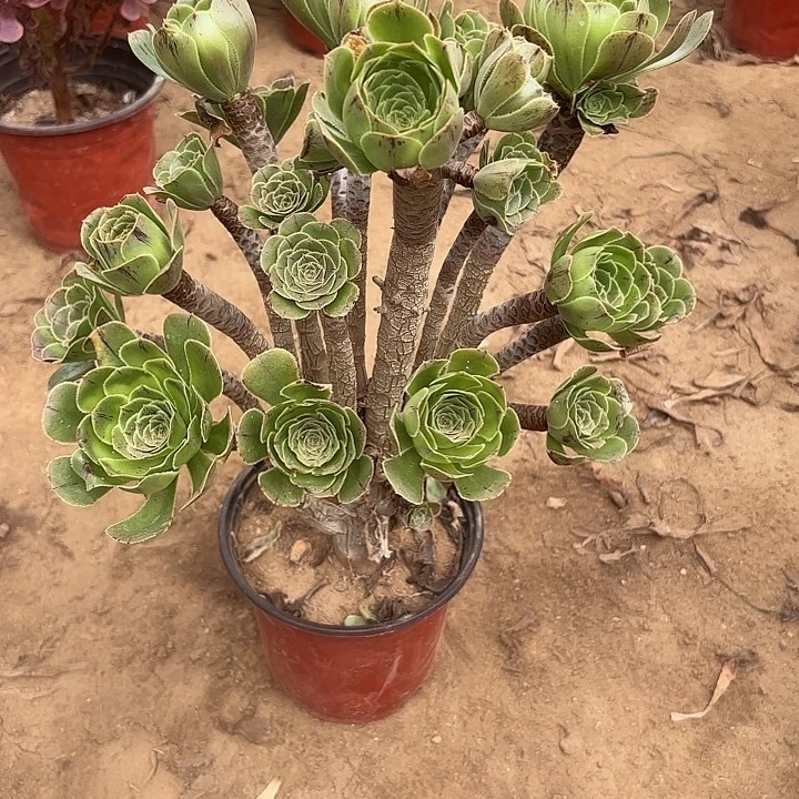 多肉植物原始绿法师23