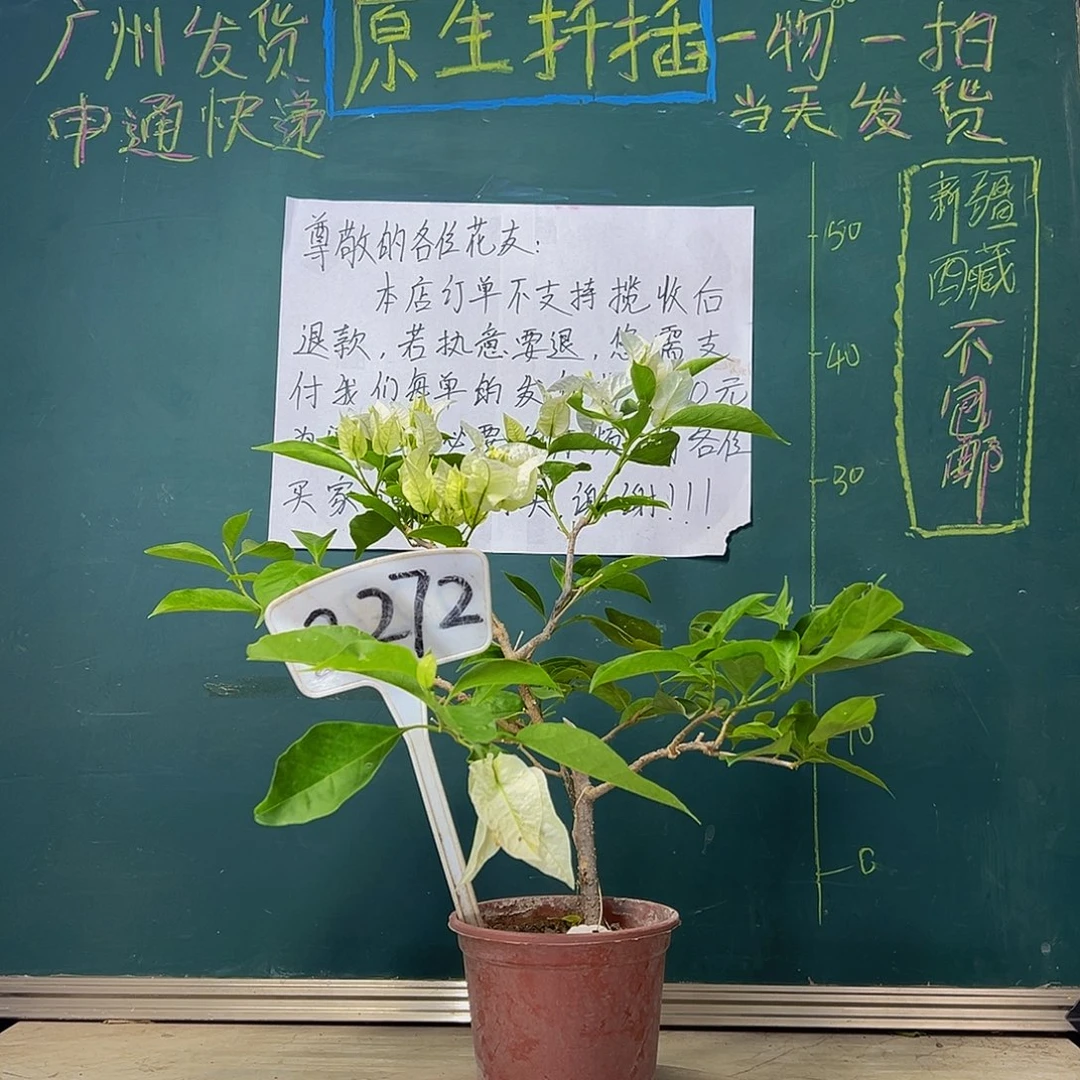 当前无花栽培后可以开花  新加坡大宫白  2272